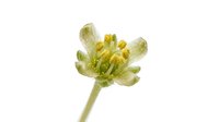 Isolated green and white flower bud with delicate petals and yellow stamens on stem against white background, ready for design, botanical illustration, and educational use.