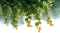 Fresh green maidenhair fern leaves hanging down with soft sunlight shining through creating dreamy natural bokeh effect, macro nature photography.