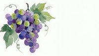 Watercolor grape cluster with green leaves and curling vines on white background, fresh fruit illustration for wine labels, kitchen decor and culinary designs.