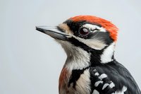 Close-up portrait of great spotted woodpecker head showing distinctive red, black and white feather pattern and sharp beak against soft gray background.