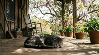 Tabby cat sleeping peacefully on rustic wooden porch with potted flowers and rocking chair in warm sunlight creating cozy countryside atmosphere.