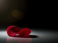 Red rose petals with water droplets on dark surface creating romantic atmosphere for love and beauty concepts.
