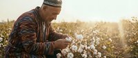 Middle-aged Hispanic male farmer in traditional clothing carefully harvesting white cotton bolls in sunny agricultural field during golden hour harvest season.