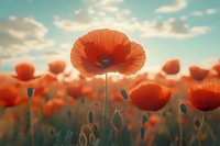 Red poppy flower blooming in field during golden hour sunset with soft bokeh background for nature and botanical designs.