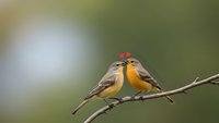 Two small songbirds with yellow breasts perched on thin branch against soft blurred green background. Romantic pair of birds touching beaks in tender moment.
