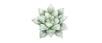 Isolated succulent plant with layered pale green petals on white background, ready for design projects, botanical illustrations, and decorative applications.