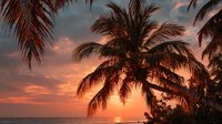 Tropical sunset with palm trees silhouetted against orange and pink sky over ocean horizon creating peaceful paradise vacation atmosphere.