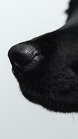 Close-up macro shot of black dog nose with detailed texture and whiskers against white background, showing moisture and fine hair texture in monochromatic style.