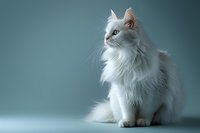 Elegant white longhair cat with blue eyes sitting gracefully against teal background, soft studio lighting creates dreamy atmosphere for pet photography and animal portraits.