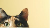 Curious calico cat with bright green eyes peeking from edge of frame against soft yellow background, creating playful, mysterious mood.