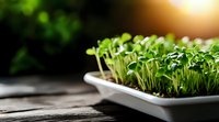 Fresh microgreens growing in white ceramic container on rustic wooden surface with natural sunlight, green sprouts for healthy eating and garnishing.