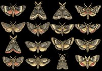 Moth collection featuring sixteen detailed insects with golden and brown patterned wings isolated on transparent background. Ready for clipart, t-shirt design, stickers, sublimation and print-on-demand projects.