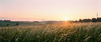 Golden wheat field at sunrise with warm sunlight illuminating crops during harvest season, suitable for agricultural, farming, and rural landscape projects.