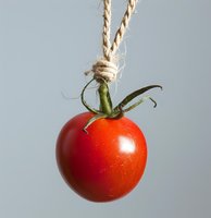 Fresh ripe cherry tomato hanging on rustic twine rope against light gray background, minimalist food photography composition for healthy eating concept.