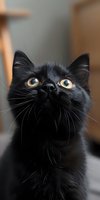 Close-up portrait of curious black cat with bright yellow eyes looking up against blurred background, showing detailed whiskers and facial features.