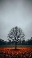 Solitary bare tree stands in park covered with vibrant orange autumn leaves under moody overcast sky creating dramatic seasonal landscape composition.