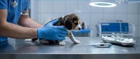 Young male veterinarian in blue scrubs and gloves examining small brown and white beagle puppy on clinical examination table in modern veterinary clinic with surgical lighting and medical equipment.