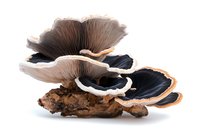 Edible oyster mushrooms growing on wooden log, displaying delicate gills and layered caps in contrasting black and white colors, isolated on white background.