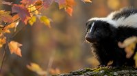 Young skunk in autumn forest with colorful fall foliage. Wildlife photography showcasing black and white striped mammal among orange and yellow leaves.