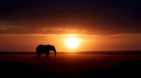 Majestic elephant silhouette walking across African savanna at golden sunset with dramatic orange sky and warm sunlight creating peaceful wildlife scene.