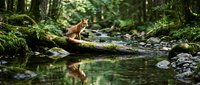 Fox standing on moss-covered log over forest stream with reflection in water, surrounded by lush green woodland vegetation and rocks.