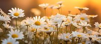 White daisies blooming in meadow at golden sunset, soft focus nature background with delicate flowers catching warm evening sunlight in summer field.