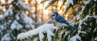 Blue jay perched on snow-covered evergreen branch during golden hour winter morning with warm bokeh lights creating magical seasonal atmosphere.