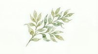 Watercolor botanical illustration of delicate green foliage branch with soft leaves on white background, isolated design element for print, web, and decorative projects.