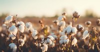 Cotton field at golden sunset with fluffy white cotton bolls ready for harvest, natural organic fiber growing in warm evening light, agricultural landscape.