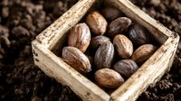 Fresh whole nutmeg seeds in rustic wooden box on dark soil background, aromatic spices and natural ingredients for cooking and flavoring food.