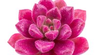 Vibrant magenta succulent plant with frosted, crystalline texture on petals, isolated on white background for design projects and botanical illustrations.