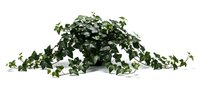Lush green ivy plant with cascading vines isolated on white background, suitable for interior design, botanical graphics, and decorative projects.