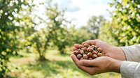 Farmer holding freshly harvested hazelnuts in cupped hands over blurred orchard background, agricultural harvest and organic nut production concept.