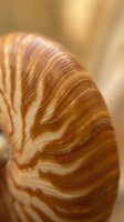 Close-up macro shot of natural banded agate stone showing intricate layered patterns in warm brown and cream tones with smooth polished surface texture.