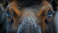 Close up view of brown horse eyes and snout covered in winter frost and snow, dramatic macro photography showing detailed texture of frozen fur and bright blue eyes.