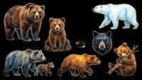 Watercolor bear clipart set with grizzly, polar, black, and brown bears isolated on transparent background, ready for t-shirt design, stickers, and print on demand.