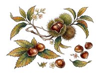 Isolated chestnut branches with spiky burrs, glossy nuts, and autumn foliage in botanical style. Suitable for fall designs, packaging, educational materials, and seasonal graphics.