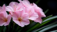 Delicate pink belladonna lily flowers in bloom against dark background, with soft petals and prominent stamens creating romantic floral composition.