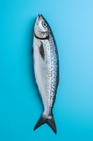 Fresh raw mackerel fish on bright turquoise background. Minimalist food photography composition with single seafood specimen isolated for culinary design.