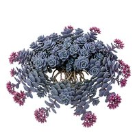 Succulent arrangement with gray-blue rosettes and magenta flowering accents isolated on white background, suitable for botanical designs, floral compositions, and decorative projects.