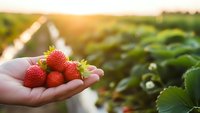 Fresh ripe strawberries in cupped hands at organic farm during golden hour sunset with green strawberry plants and agricultural rows in background.