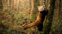 Adorable red panda climbing tree trunk in autumn forest with golden sunlight filtering through trees creating warm natural wildlife habitat scene.