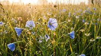 Blue wildflowers blooming in natural meadow during golden hour sunrise with warm sunlight and bokeh background for nature photography projects.