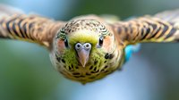 Green budgerigar parakeet bird flying with spread wings in close-up view showing detailed feather patterns and bright yellow head against blurred background.