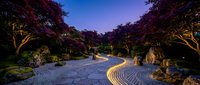 Serene Japanese garden with illuminated stone pathway winding through purple maple trees at twilight creating peaceful zen atmosphere for meditation and relaxation.