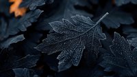 Frosted autumn maple leaves covered in morning dew drops create dramatic dark mood composition with selective focus and shallow depth of field.