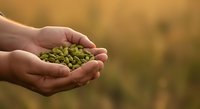 Hands holding fresh green peas in palm against blurred agricultural field background. Harvest concept for farming, agriculture, organic produce, and food industry applications.