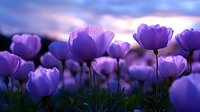Purple poppies silhouetted against dramatic sunset sky, delicate petals glowing in twilight create dreamy floral landscape with ethereal atmosphere and soft bokeh effect.