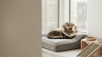 Tabby cat wearing a protective cone collar resting on a soft pet bed by a bright window during recovery at home.