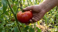 Hand picking fresh ripe red tomato from vine in organic garden. Harvesting homegrown vegetables for healthy eating and sustainable agriculture lifestyle.